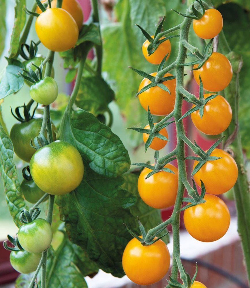 Solanum lycopersicum Goldkrone