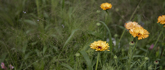 Fröer till ringblomma - Calendula officinalis