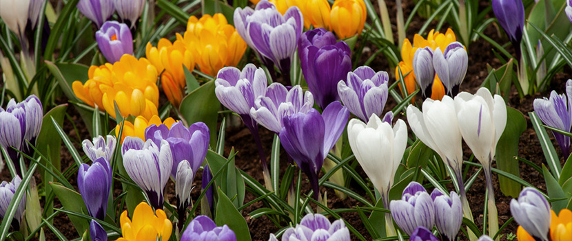 Lökar till krokus