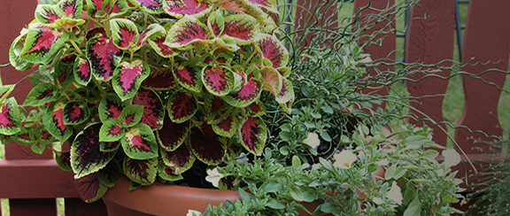 Bladväxter i kruka - bidrar till en bättre inomhusmiljö