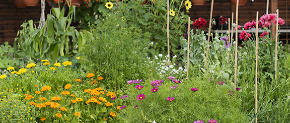 Fröer samlade i blomsläkten - svenska och latin