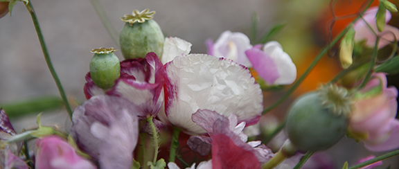 Fröer till blommande eterneller