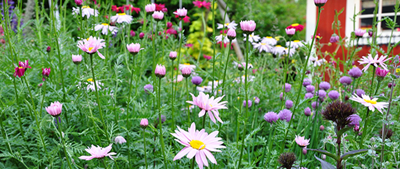 Fröer till ettåriga rabattblommor