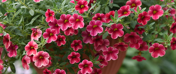 Fröer till minipetunia - Calibrachoa