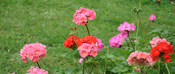 Fröer till pelargoner.