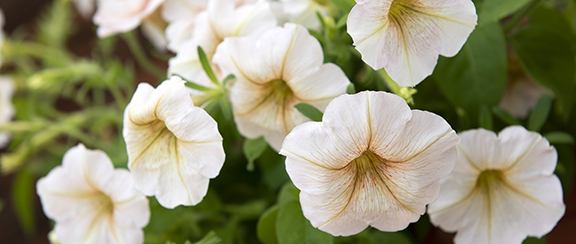 Fröer till rikblommande petunia