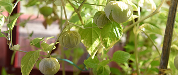 Fröer till tomatillo