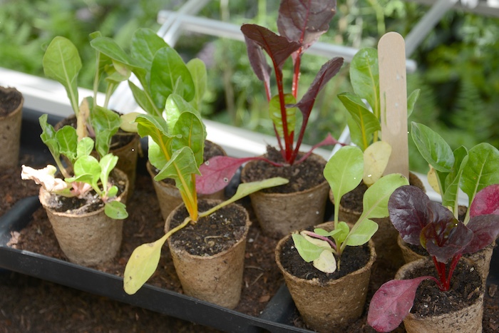 småplantor-av-mangold-olika-sorter