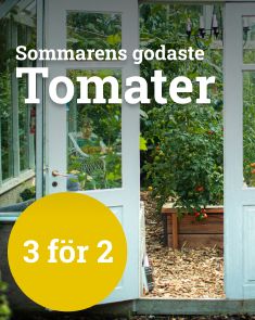 Tomater - 3 för 2