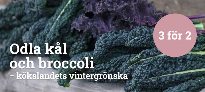 Odla kål och broccoli - 3 för 2
