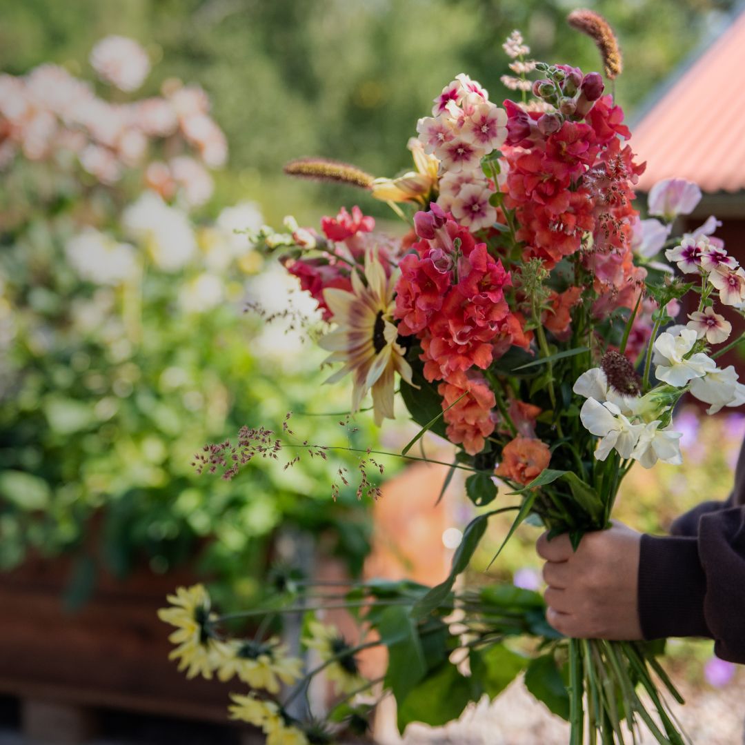 Ettåriga blommor