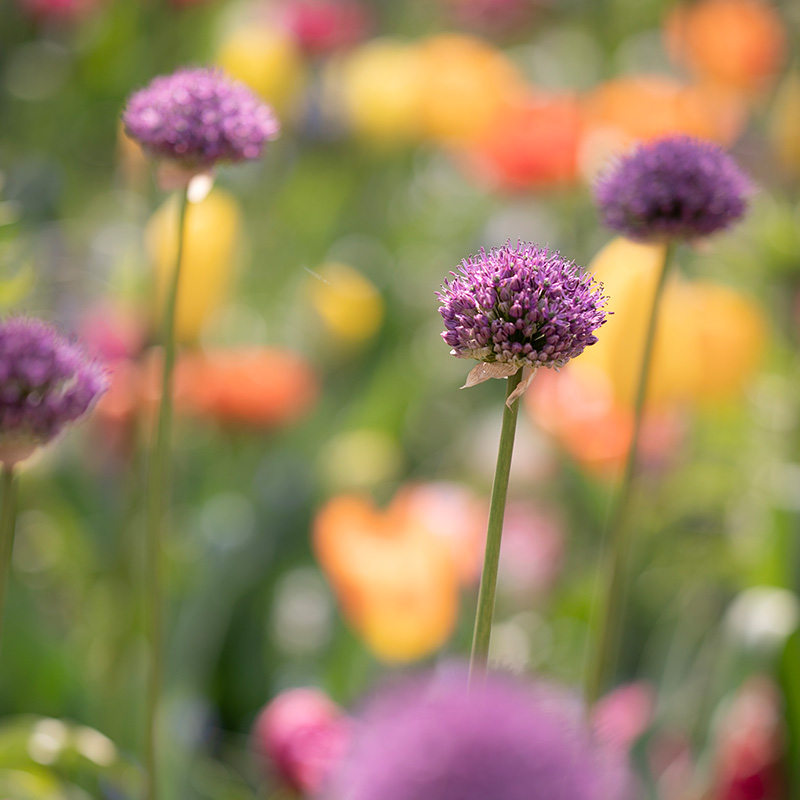 Allium