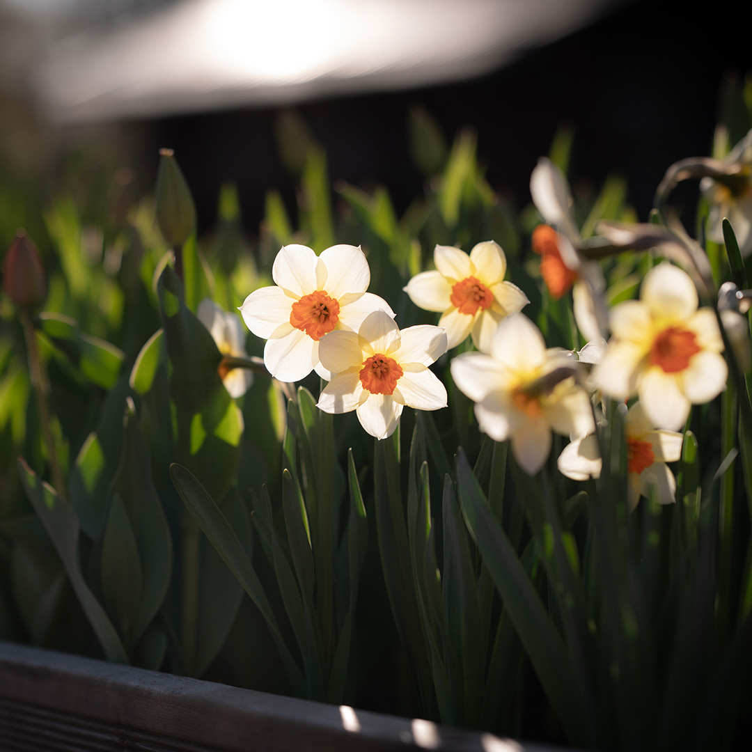 Narcisser