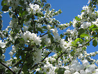 Äppelblomor