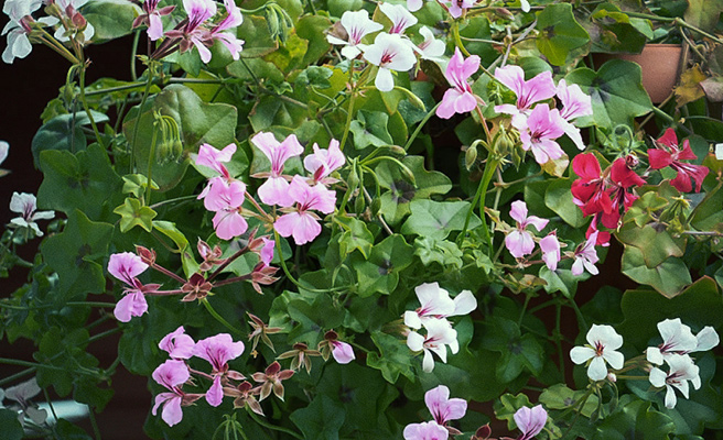 Kaskadpelargon 'Summertime Mixed'