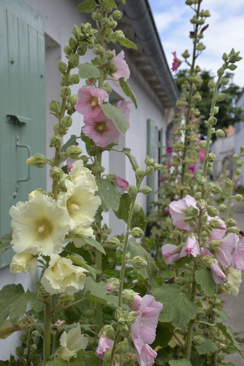 stockros enkelblommande mot hus på gata