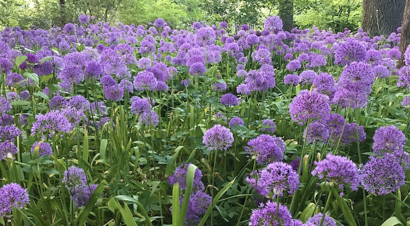 allium bollok naturlig spridning