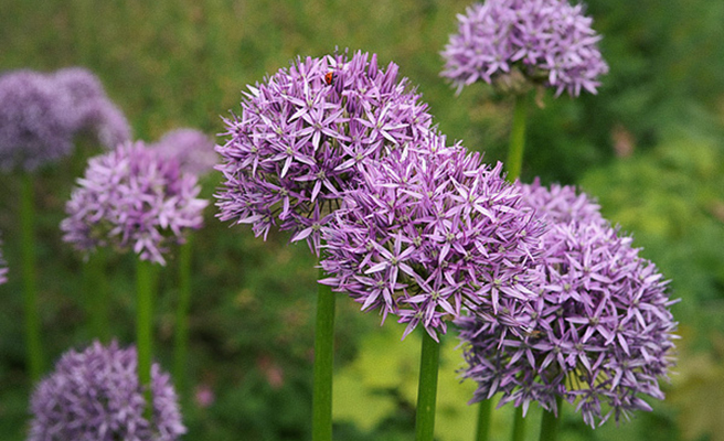 Allium – blommande bollar