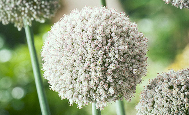 Allium – blommande bollar