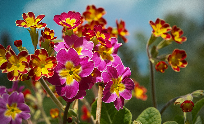 6515 Primula veris