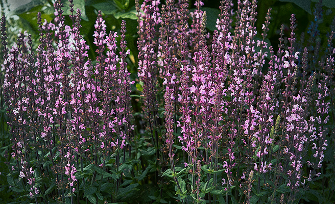 Stäppsalvia 'Merleau Rose'