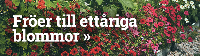 Fröer till ettåriga blommor