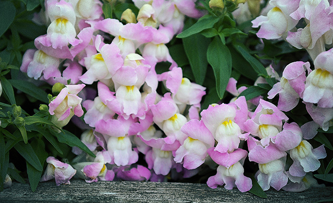 Lejongap F1 'Snappy Lavender Blush'
