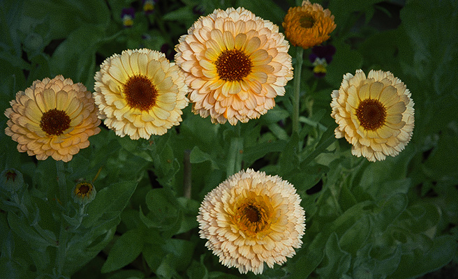 Vakre ringblomster.
