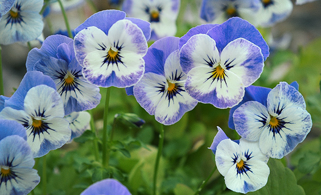 86276 Viola cornuta F1 ’Sorbet XP Delft Blue’