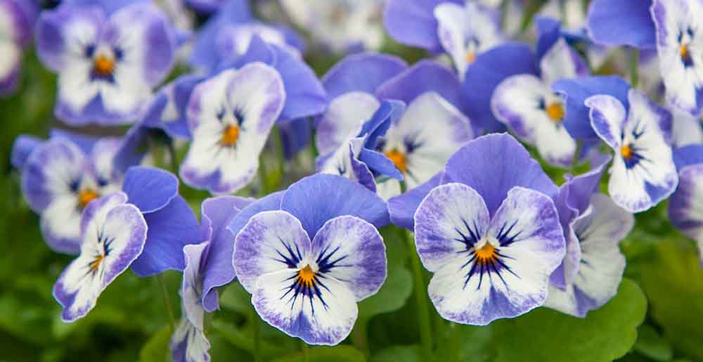 86276 Viola cornuta F1 ’Sorbet XP Delft Blue’