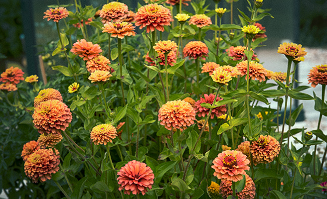 Zinnia elegans 'Queeny Lime Orange'