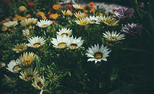 Påfågelsblomster F1 'New Day White'