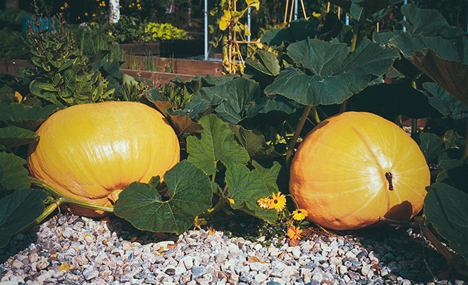 Mammutpumpa 'Atlantic Giant'