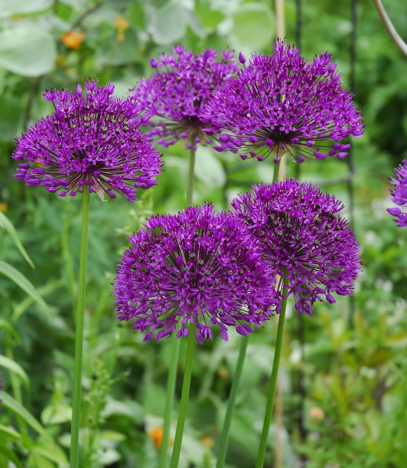 Allium Lila Purple Sensation