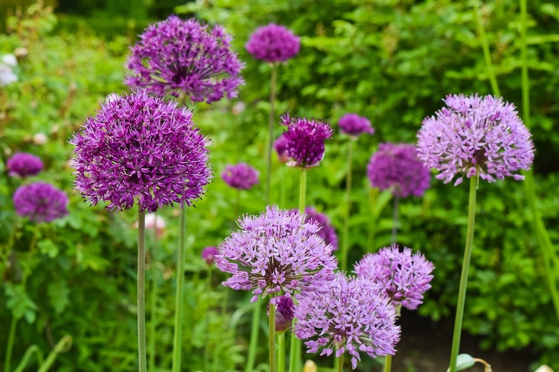 allium-lokvaxt-lila