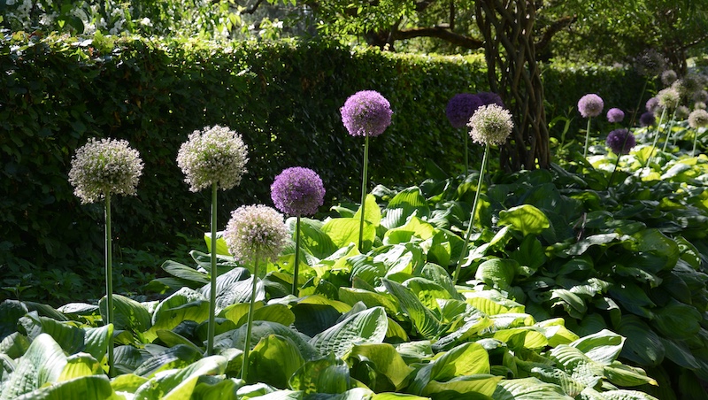 allium bollok i rabatt med hosta funkia