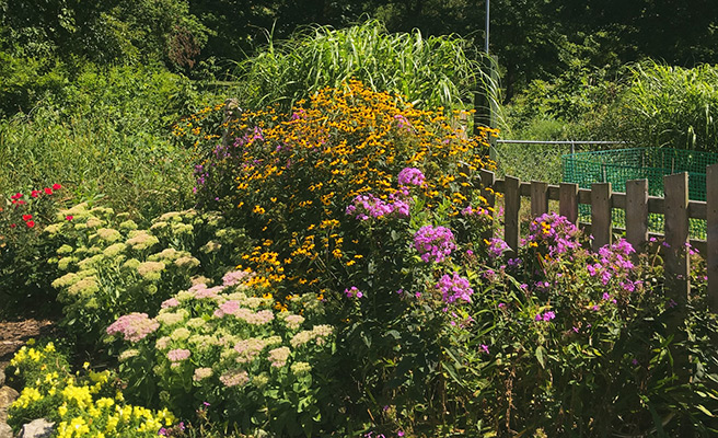 Blommornas färg och form