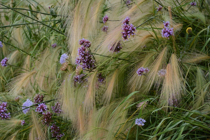 Blommor odlade som eterneller ekorrkorn, verbena, väddd