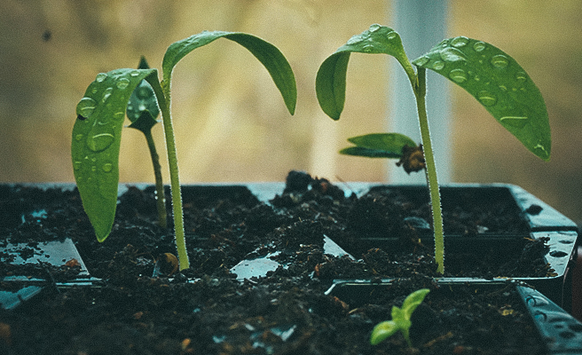 Groddplantor miniaubergine 'Jackpot'