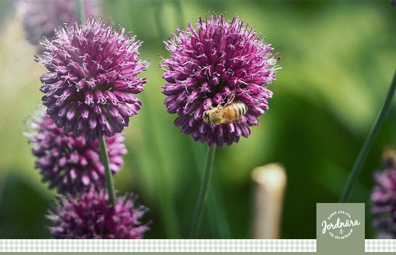 Allium – blommande bollar