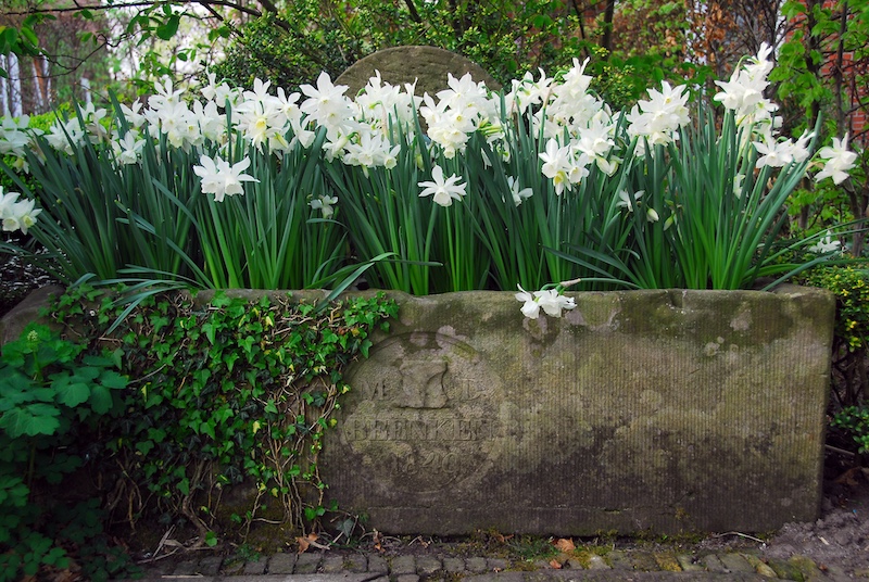 Narcisser i potte