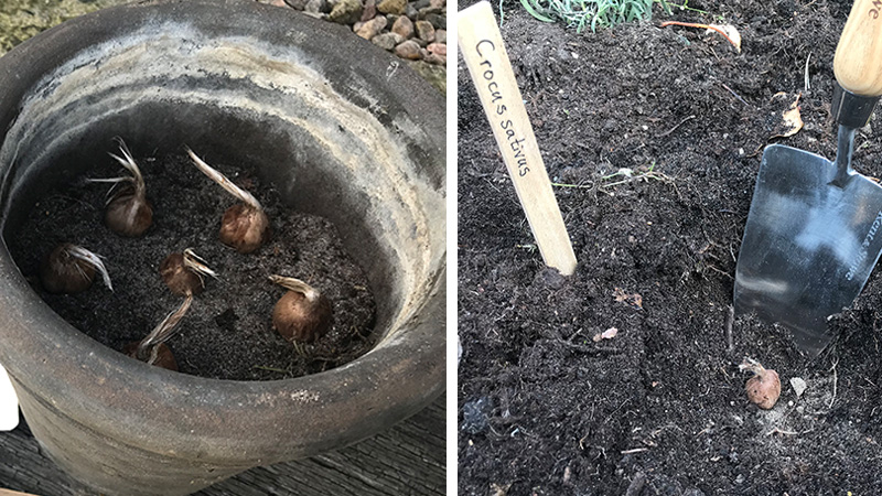 Plantering knöl saffranskrokus i kruka och friland