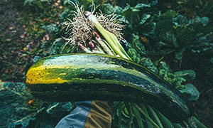 Skörd squash och salladslök november