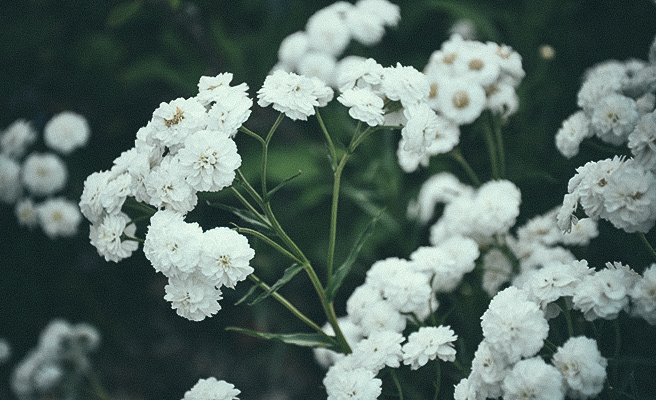 Vitpytta ’The Pearl’