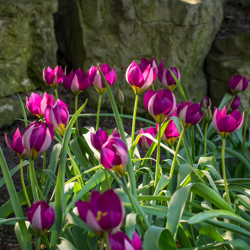 Tulipa humilis Persian Pearl