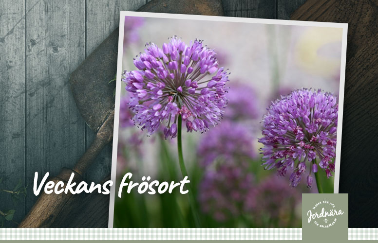 Veckans frösort allium fi 'quattro'