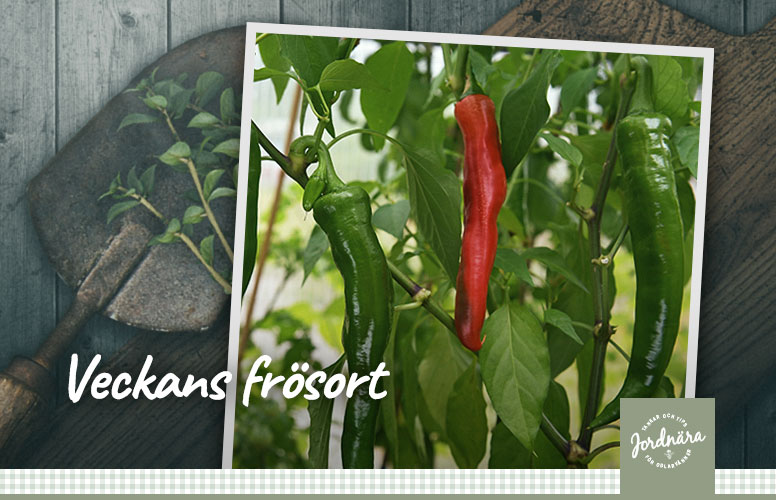 Veckans frøsort chilli ’Anaheim'