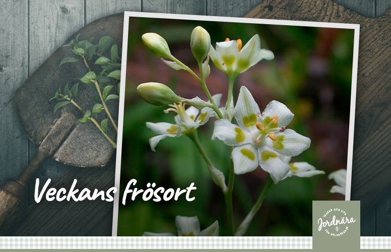 Veckans frøsort zigadenus elegans