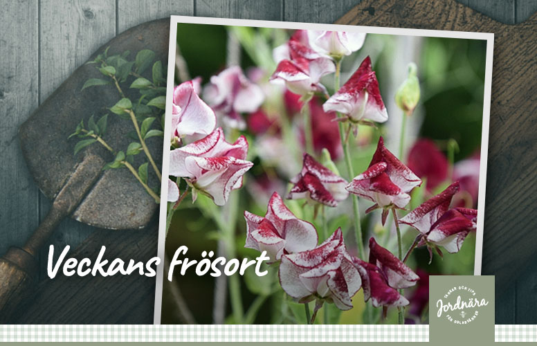 veckans frösort luktärt 'spencer wiltshire ripple'