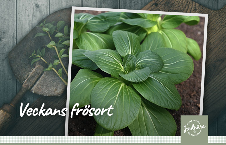 Veckans frösort mini pakchoi fi 'green fortune'